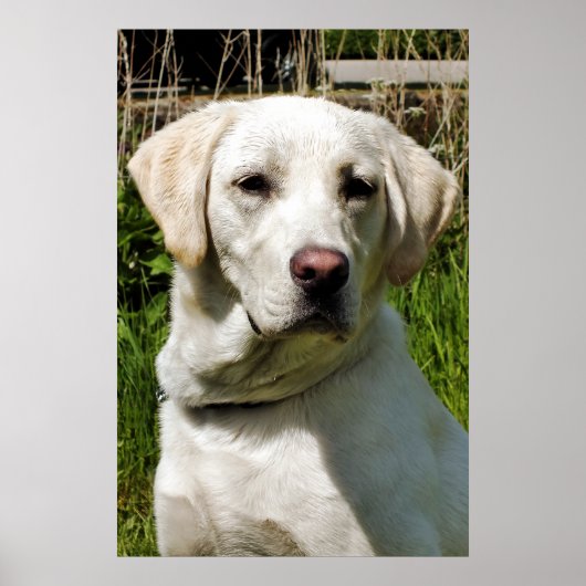 LABRADOR POSTER (Voorkant)