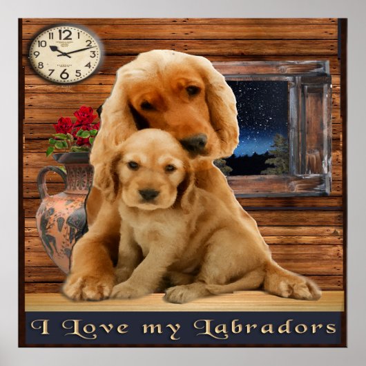 Labrador-posters Poster (Voorkant)
