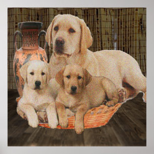 Labrador-posters Poster