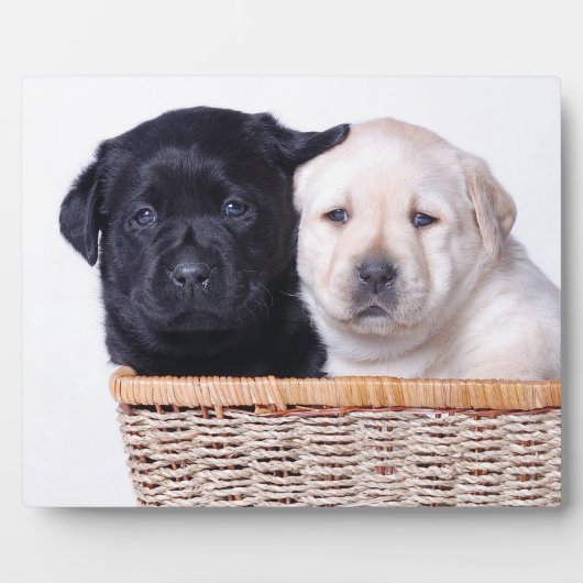 Labrador-puppies Fotoplaat (Voorkant)