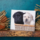 Labrador-puppies Fotoplaat (Zijkant)