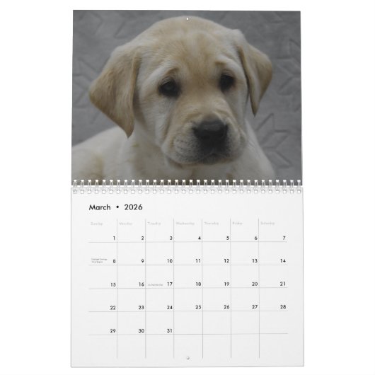 Labrador-Puppies Kalender (Mar 2026)