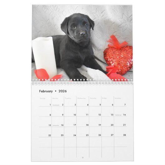Labrador-Puppies Kalender (Feb 2026)