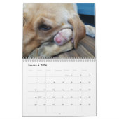 Labrador-Puppies Kalender (Jan 2026)