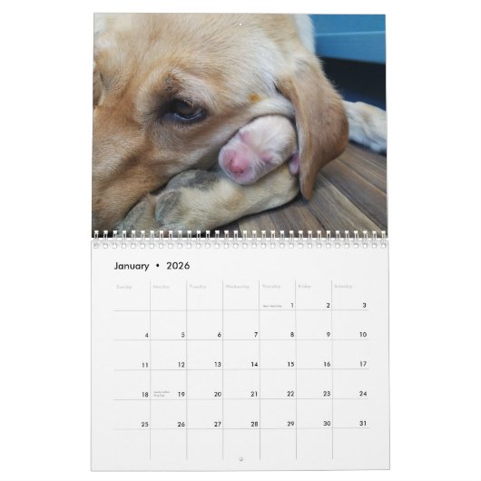 Labrador-Puppies Kalender (Jan 2026)