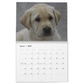 Labrador-Puppies Kalender (Mar 2027)