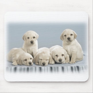 Labrador-puppies Muismat