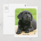 Labrador puppy 9Y267D-109 Briefkaart (Voorkant / Achterkant)
