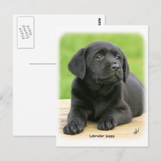 Labrador puppy 9Y267D-109 Briefkaart (Voorkant / Achterkant)