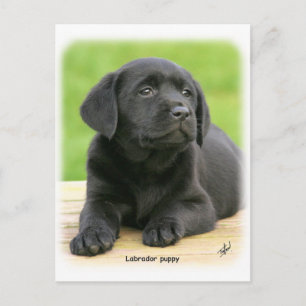 Labrador puppy 9Y267D-109 Briefkaart