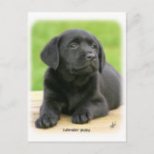Labrador puppy 9Y267D-109 Briefkaart (Voorkant)