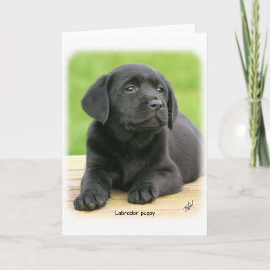 Labrador puppy 9Y267D-109 Kaart (Voorkant)