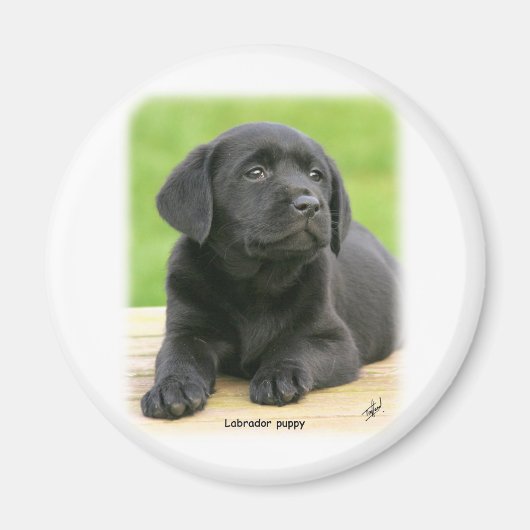 Labrador puppy 9Y267D-109 Magneet (Voorkant)