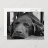 Labrador Puppy Briefkaart (Voorkant / Achterkant)