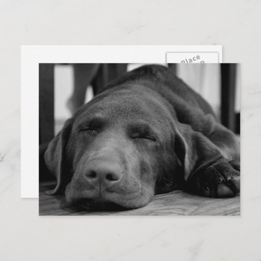 Labrador Puppy Briefkaart (Voorkant / Achterkant)