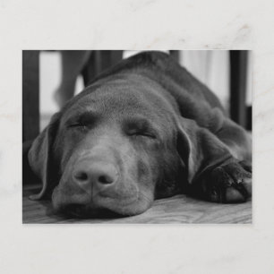 Labrador Puppy Briefkaart