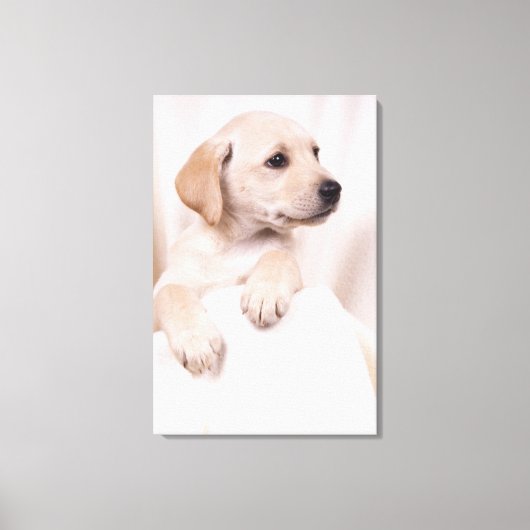 Labrador Puppy Canvas Afdruk (Voorkant)