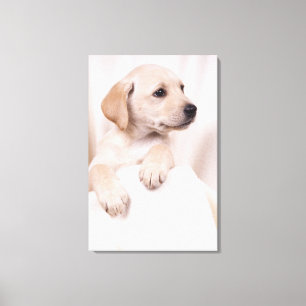 Labrador Puppy Canvas Afdruk