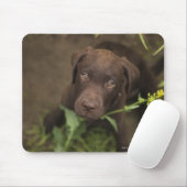 Labrador puppy in gras muismat (Met muis)