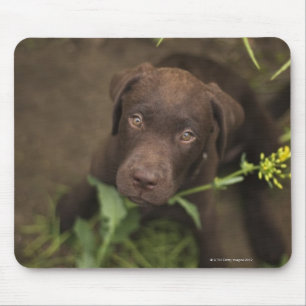 Labrador puppy in gras muismat