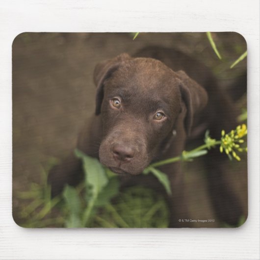 Labrador puppy in gras muismat (Voorkant)