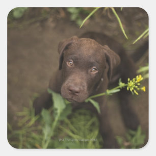 Labrador puppy in gras vierkante sticker