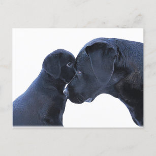 Labrador Puppy Love - Hondenliefhebber - Black Lab Briefkaart