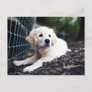 Labrador puppy play in de tuin briefkaart
