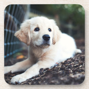 Labrador puppy play in de tuin drankjes onderzetter