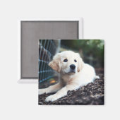 Labrador puppy play in de tuin magneet (Voorkant / Achterkant)