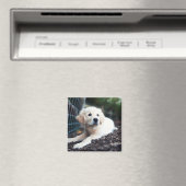 Labrador puppy play in de tuin magneet (Insitu (Vaatwasser))