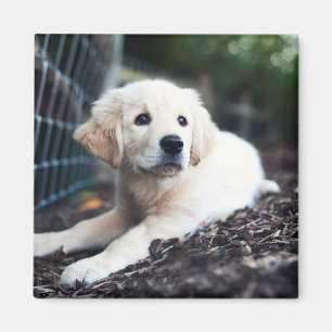 Labrador puppy play in de tuin magneet
