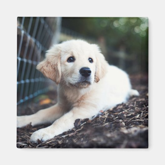 Labrador puppy play in de tuin magneet (Voorkant)