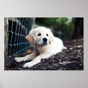 Labrador puppy play in de tuin poster