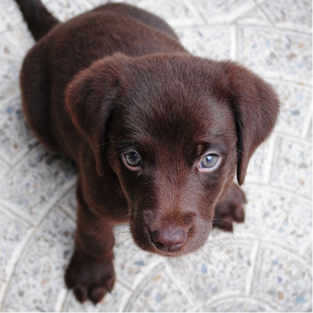 Labrador Puppy Sculpture Staand Fotobeeldje (Voorkant)