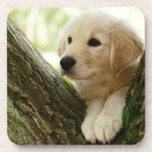 Labrador Puppy Sitting in een bosgebied Bier Onderzetter