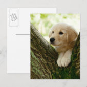 Labrador Puppy Sitting in een bosgebied Briefkaart (Voorkant / Achterkant)