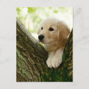 Labrador Puppy Sitting in een bosgebied Briefkaart
