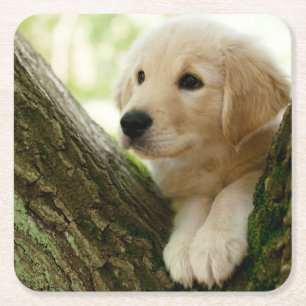 Labrador Puppy Sitting in een bosgebied Kartonnen Onderzetters