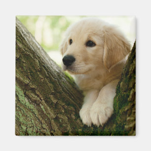 Labrador Puppy Sitting in een bosgebied Magneet