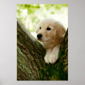 Labrador Puppy Sitting in een bosgebied Poster (Voorkant)