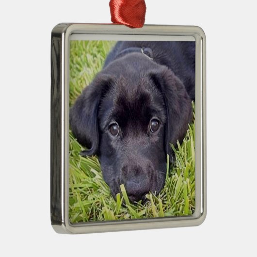 Labrador Puppy - Zwart Lab - Zilver Lijst Metalen Ornament (Rechts)