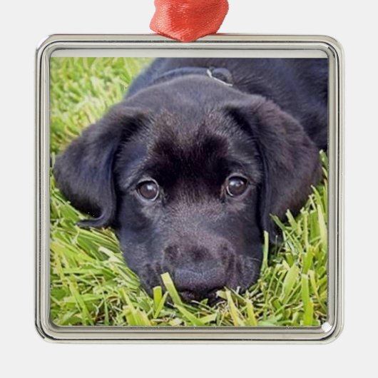 Labrador Puppy - Zwart Lab - Zilver Lijst Metalen Ornament (Voorkant)