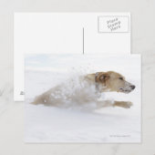 Labrador recovery die door diepe sneeuw loopt briefkaart (Voorkant / Achterkant)