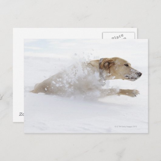 Labrador recovery die door diepe sneeuw loopt briefkaart (Voorkant / Achterkant)