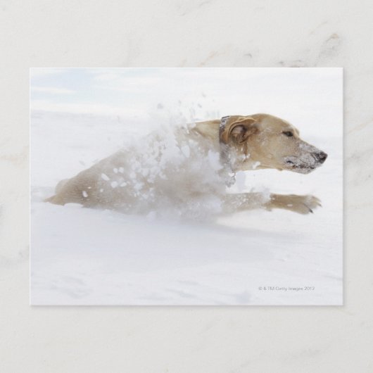 Labrador recovery die door diepe sneeuw loopt briefkaart (Voorkant)