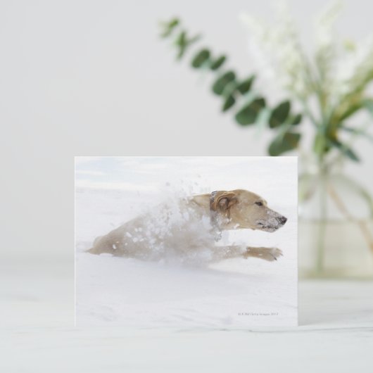 Labrador recovery die door diepe sneeuw loopt briefkaart (Staand voorkant)