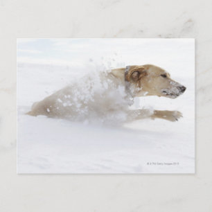 Labrador recovery die door diepe sneeuw loopt briefkaart