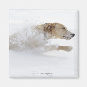 Labrador recovery die door diepe sneeuw loopt magneet