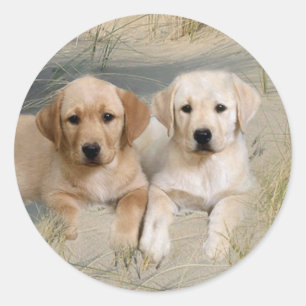 labrador reever ticker pups op strand ronde sticker